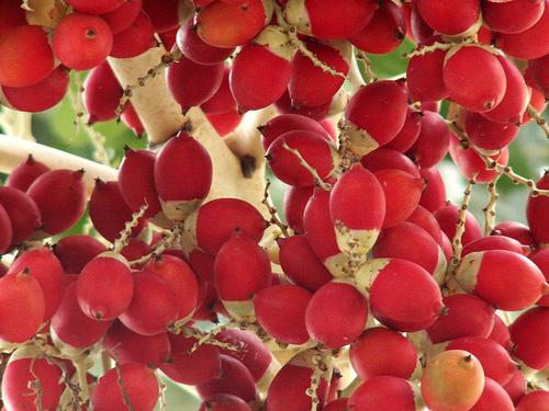 湖南人爱吃槟榔的由来 (槟榔的食用历史由来)