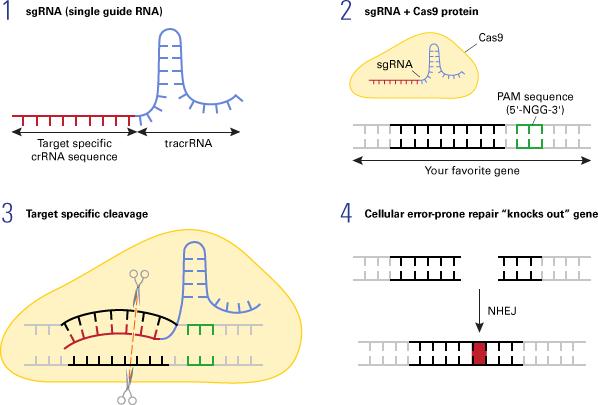 基因编辑技术治疗癌症最新消息,基因编辑利弊