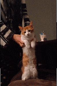 众所周知的猫咪,猫咪是液体也是固体