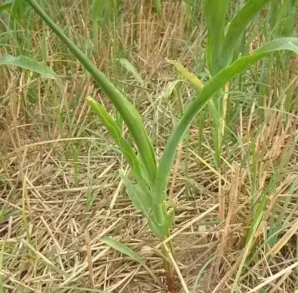 玉米苗后除草剂药害解决方法,前茬除草剂药害咋办