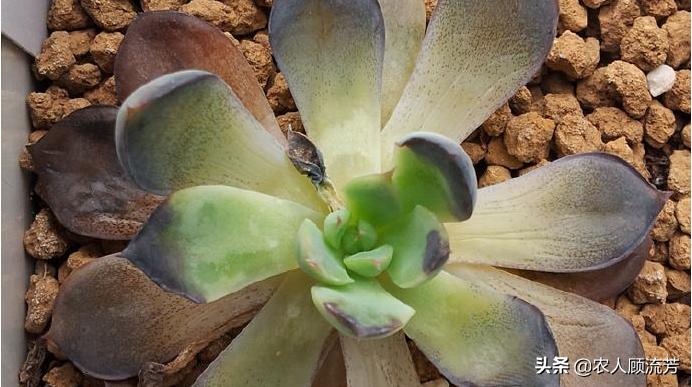 多肉玉蝶叶片有黑斑怎么办,玉蝶多肉叶片霉烂是怎么回事