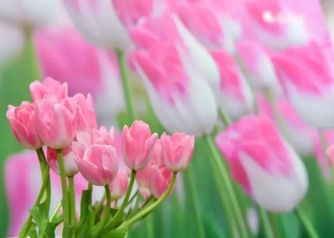 春节游玩攻略正式上线,春节嗨玩攻略