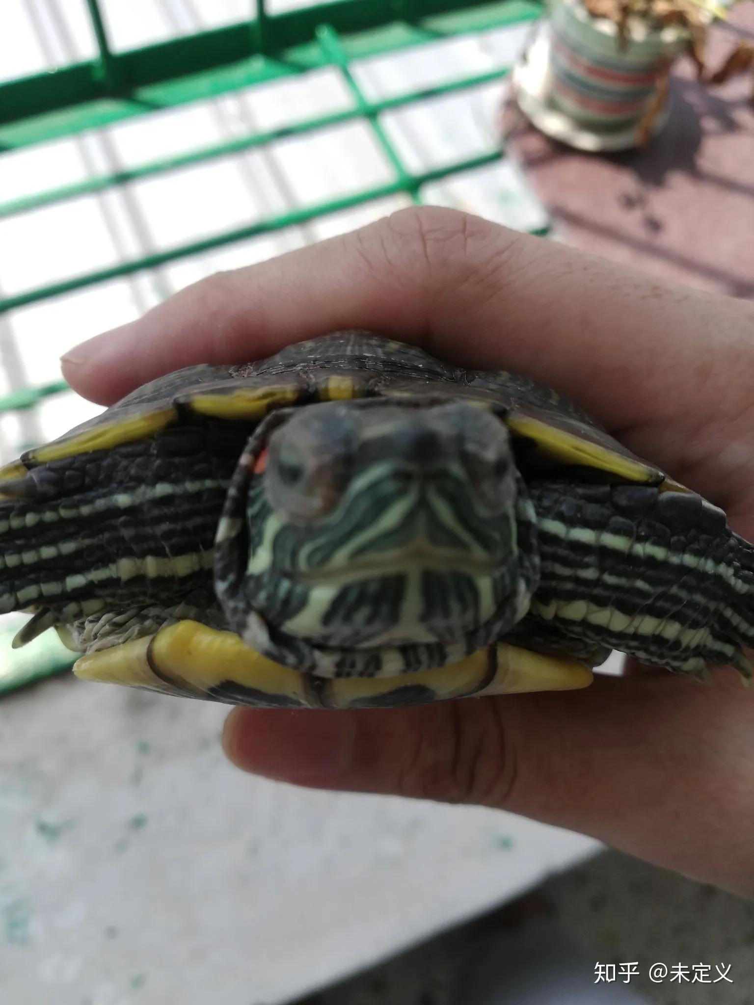 小乌龟白眼病吐出分泌物,土霉素能治乌龟白眼病吗