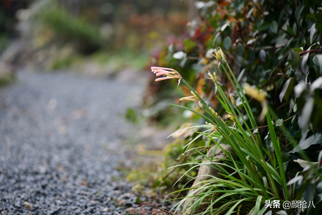零下9度来袭，花园里的绿色是那么动人|园丁
