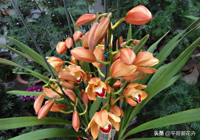 大花蕙兰花谢后换盆要去掉老土吗,蕙兰花怎么养才能旺盛容易开花