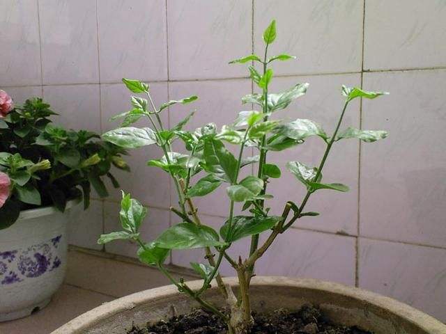 茉莉花可以用什么肥,茉莉花可以施什么肥