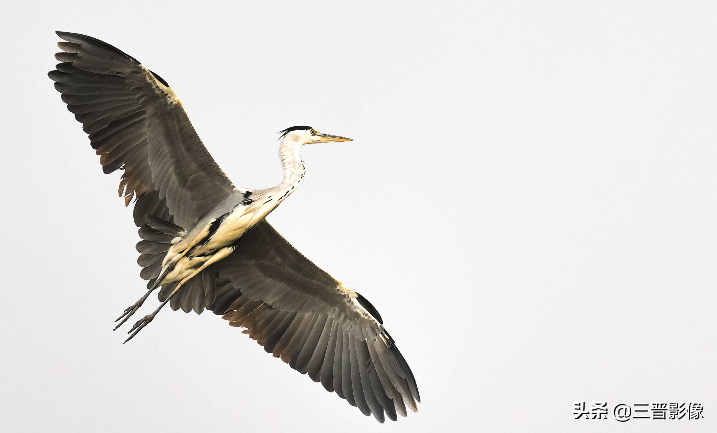 索尼相机a1是否值得入手,索尼a1相机拍鸟怎么样