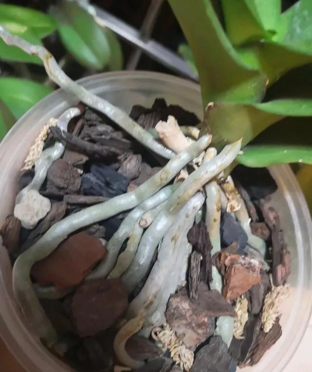 蝴蝶兰烂根怎么处理啊,蝴蝶兰烂根的原因和处理方法