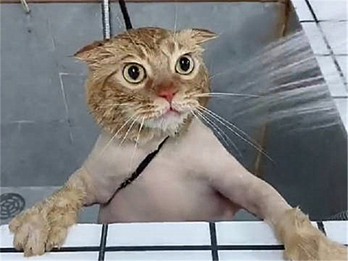 猫咪肺水肿是因为心脏病么,猫咪肺水肿会导致胸水吗