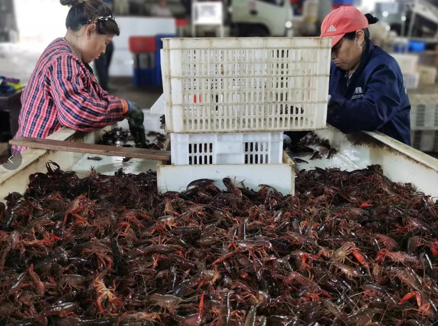 小龙虾市场竞争激烈如何生存,小龙虾产量排名前十