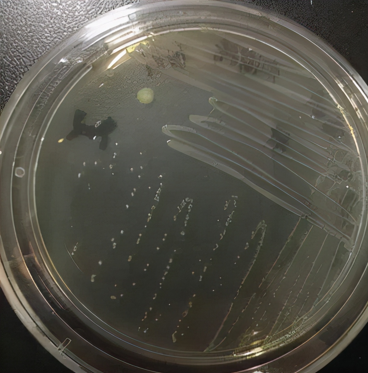 黄骨鱼出血病下什么药,黄骨鱼内脏出血是怎么回事