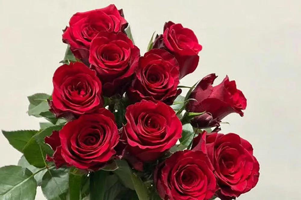 一篇文章带你认识三亚40种花,鲜花图鉴一次性认识30种玫瑰花