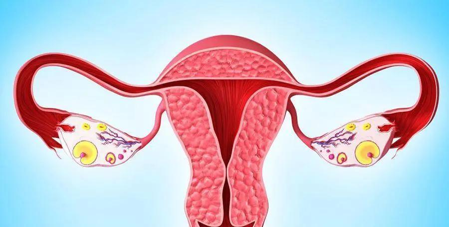 修复女性卵巢功能用哪种干细胞,卵巢有修复能力吗