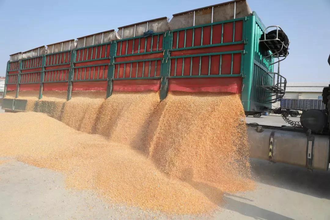 “内蒙古粮仓”通辽市：粮食增产又增收