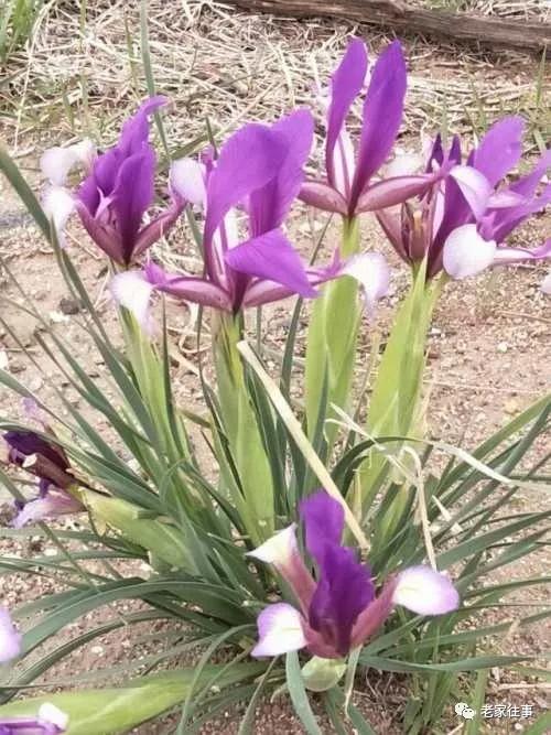 老家的印象和往事 (老家的印象介绍)