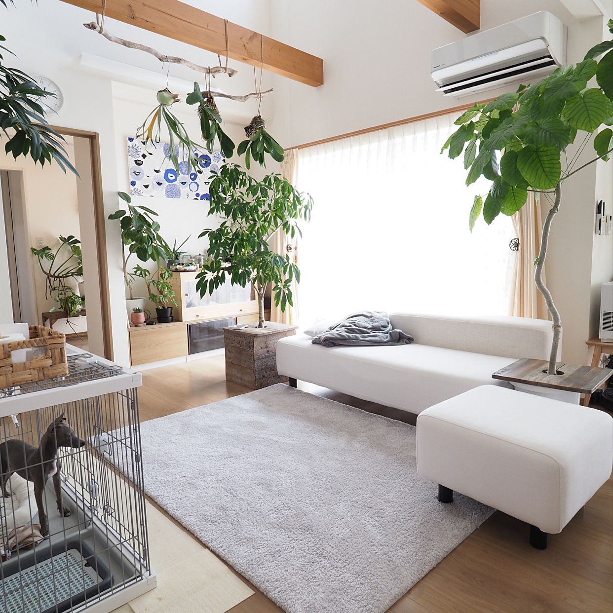 刚装修好的新房种什么植物去甲醛,哪种绿色植物是最有效吸甲醛的