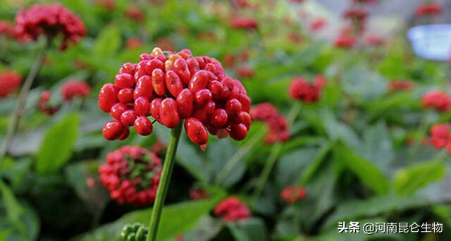 重茬烂根死苗病防治,中药材死苗烂根防治技术