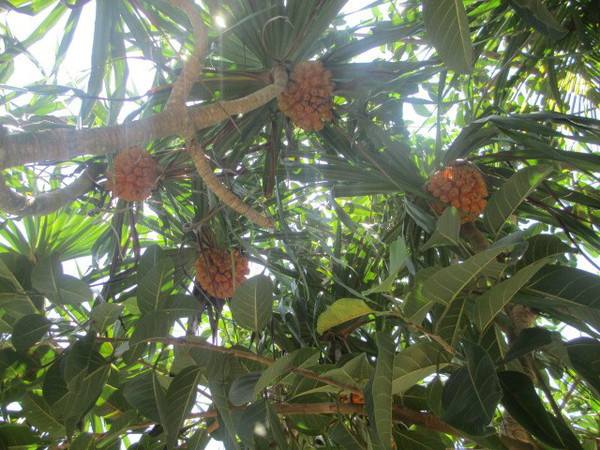 三亚自由行游玩路线,三亚自由行游玩攻略详细