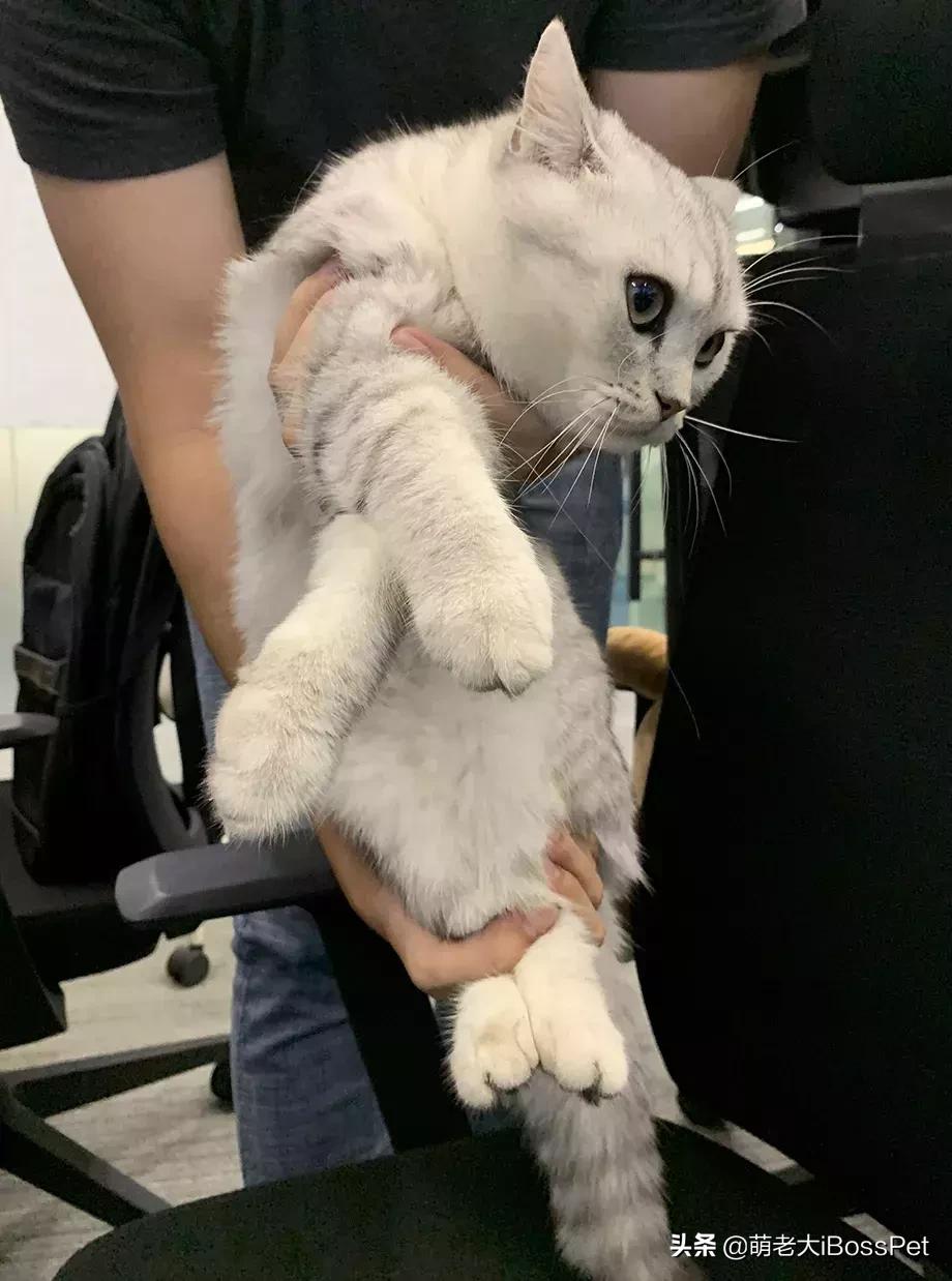 抱猫咪的正确方法,猫咪怎么抱才是正确方式