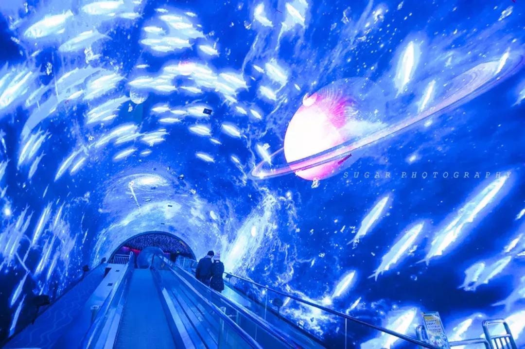 「亲子游」与万千海洋动物一起，夜宿探索极地海洋之美