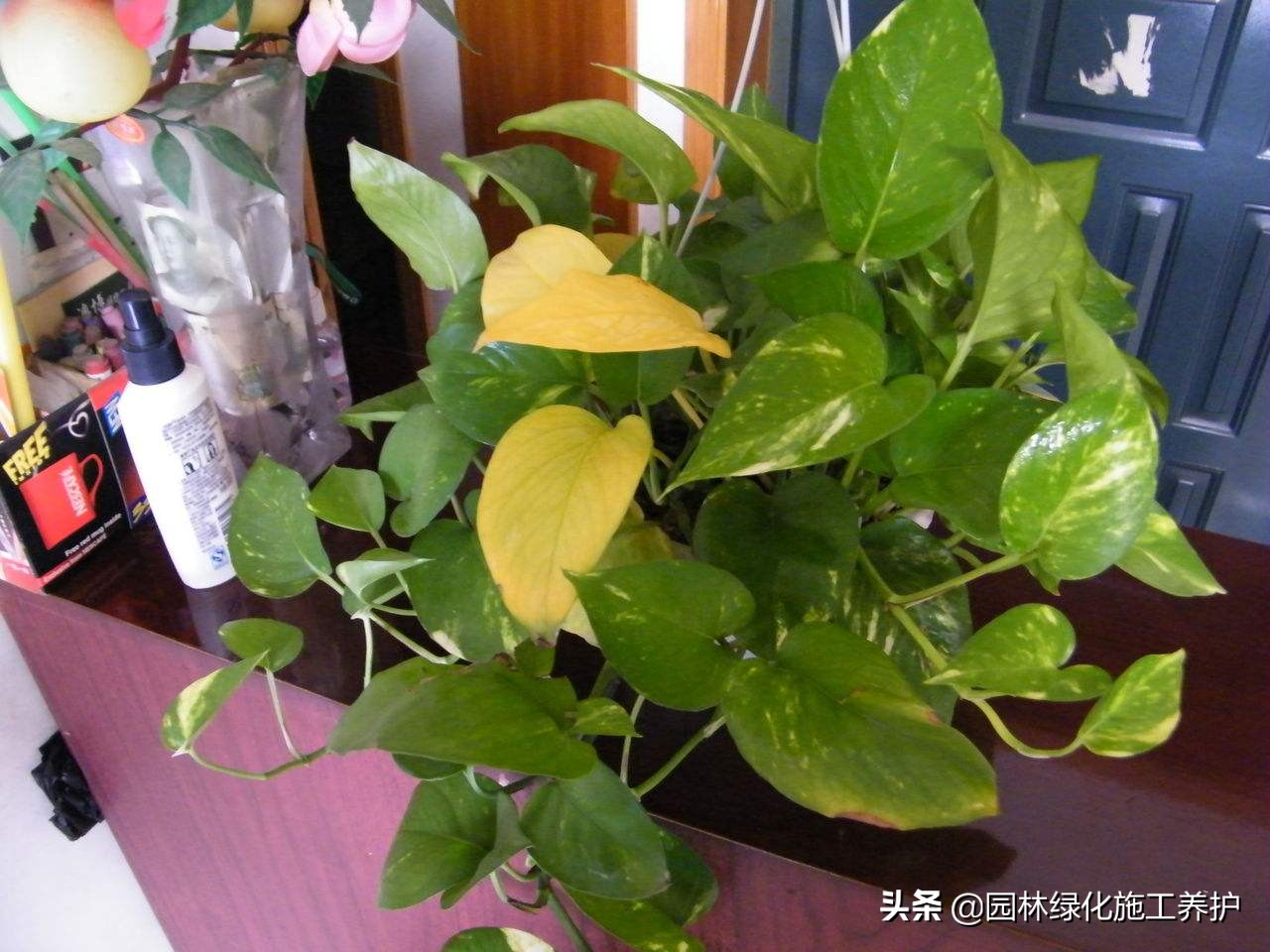 绿萝叶子发紫快速补救方法,绿萝叶子冬天蔫了变软怎么回事