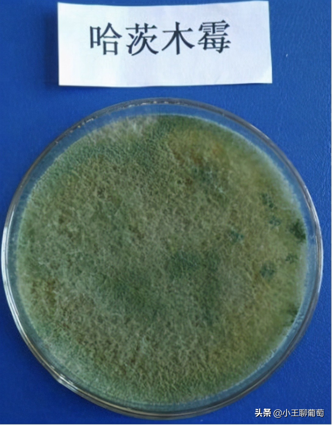 有病治病没病可以养根护根,有病治病没病杀菌