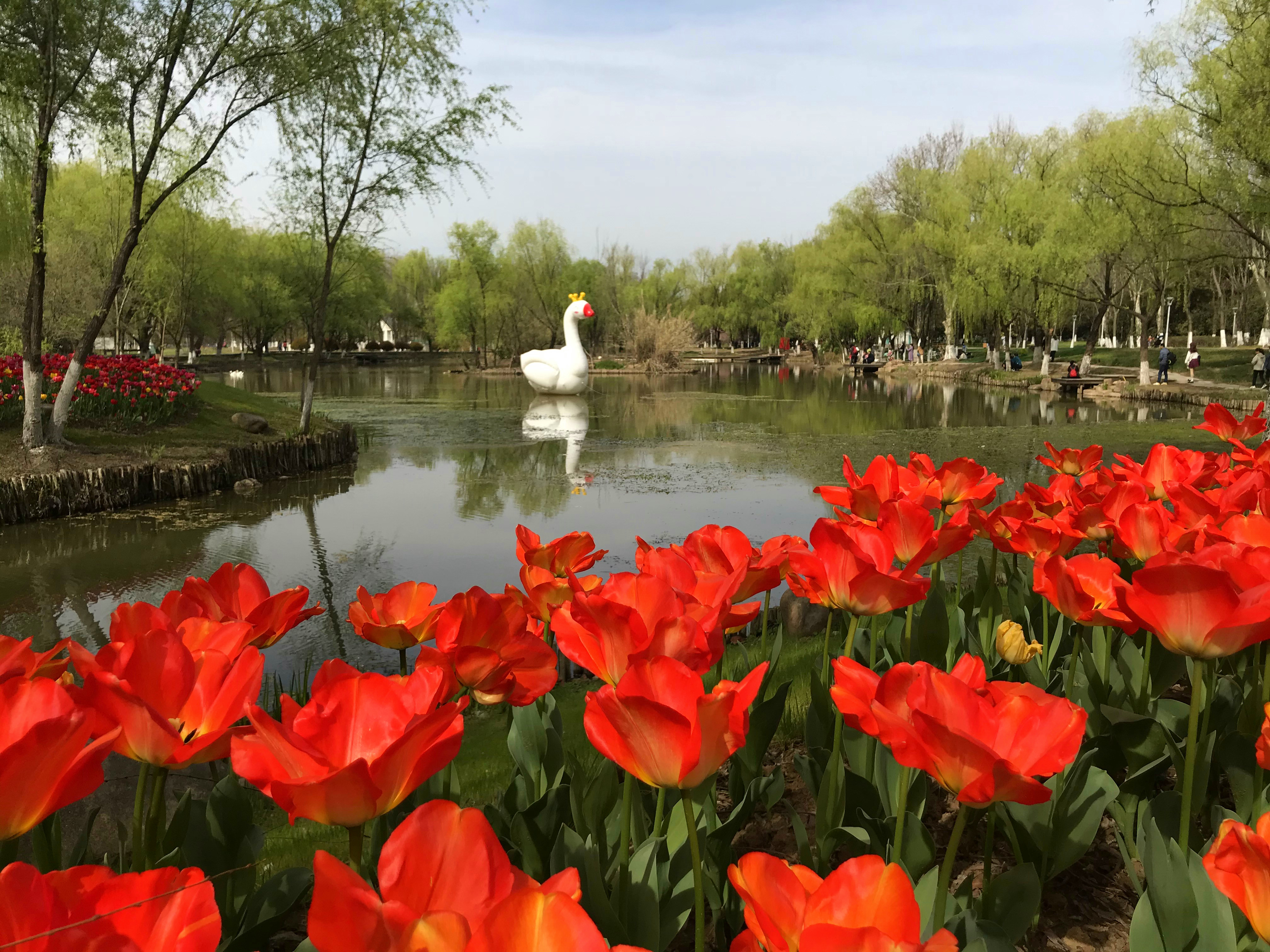 荷兰风情花园,南京绿博园的美丽