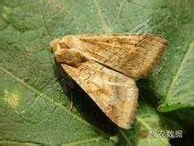 沙门子农场的视频,熬糖稀的土话小故事