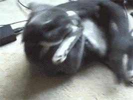 搞怪可爱猪图,搞笑猪脸图片