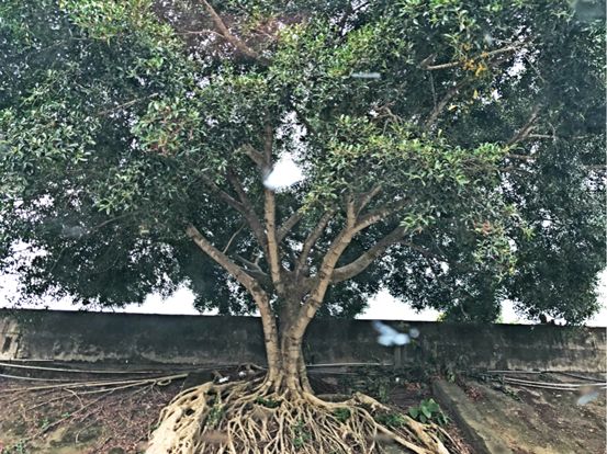 太有幸福感了！周杰伦同款奶茶喝到撑！攻略在此，拿走不谢