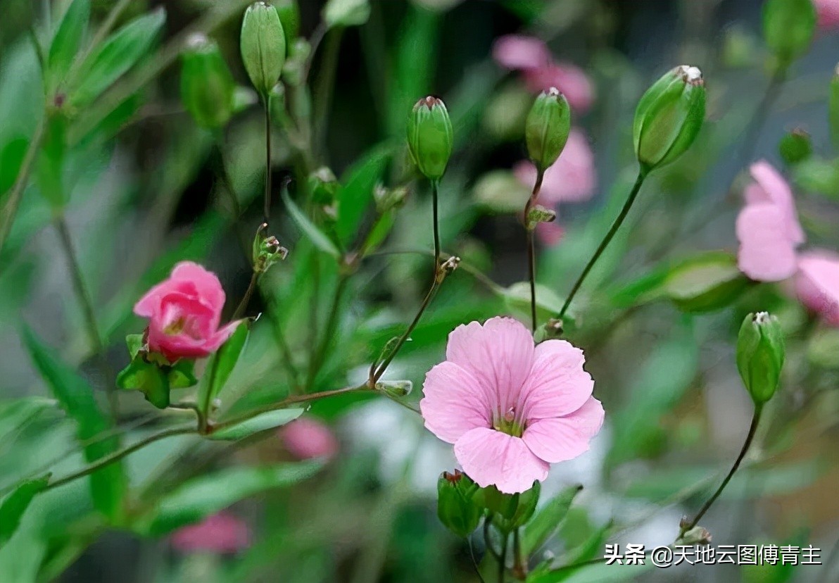 中药王不留行鉴别,中药王不留行药性及功能