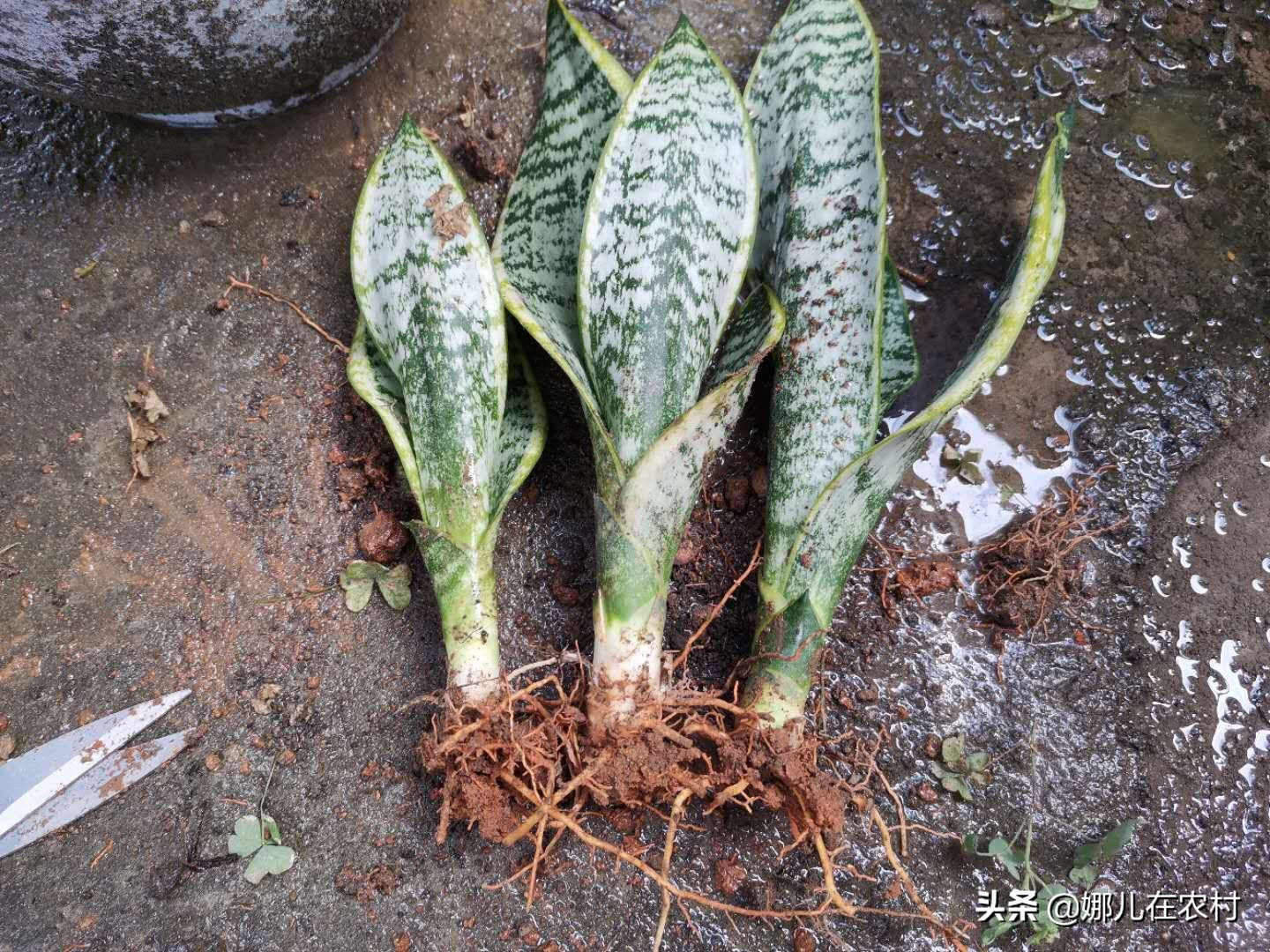 喜欢在阳台种菜种花,喜欢在阳台打理花草