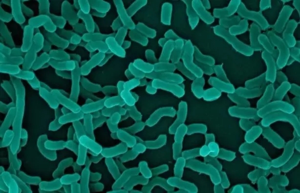 微生物小知识：什么是植物乳杆菌？