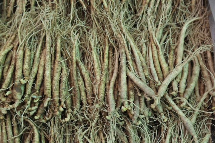 吃人参原浆是不是智商税,人参到底是智商税还是真补品