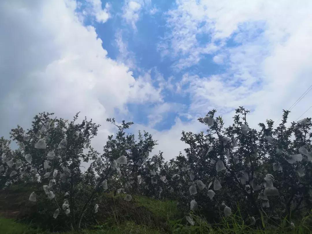 辰颐物语甜橙胶原蛋白,辰颐物语蜜糖