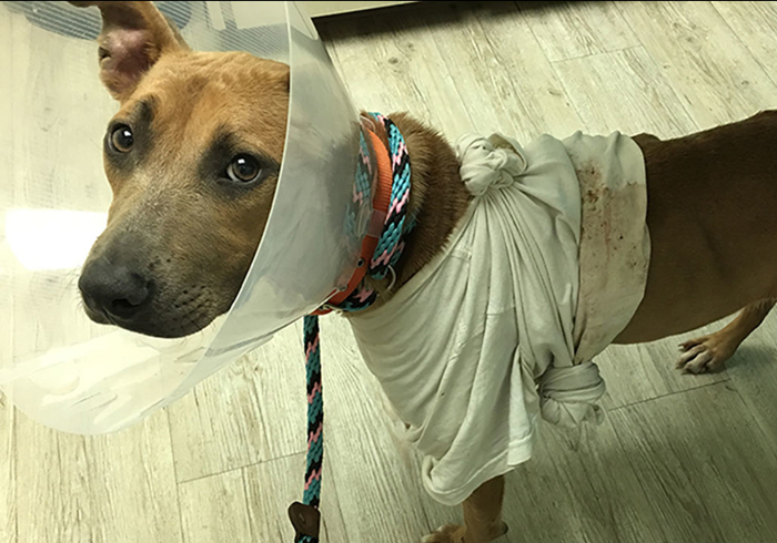 狗狗把自己烫伤后，记住不能用牙膏紧急处理，主人应学会正确方法