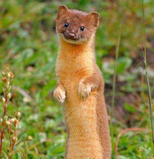 大白天遇到黄鼠狼有什么说法,看见黄鼠狼会有什么事发生