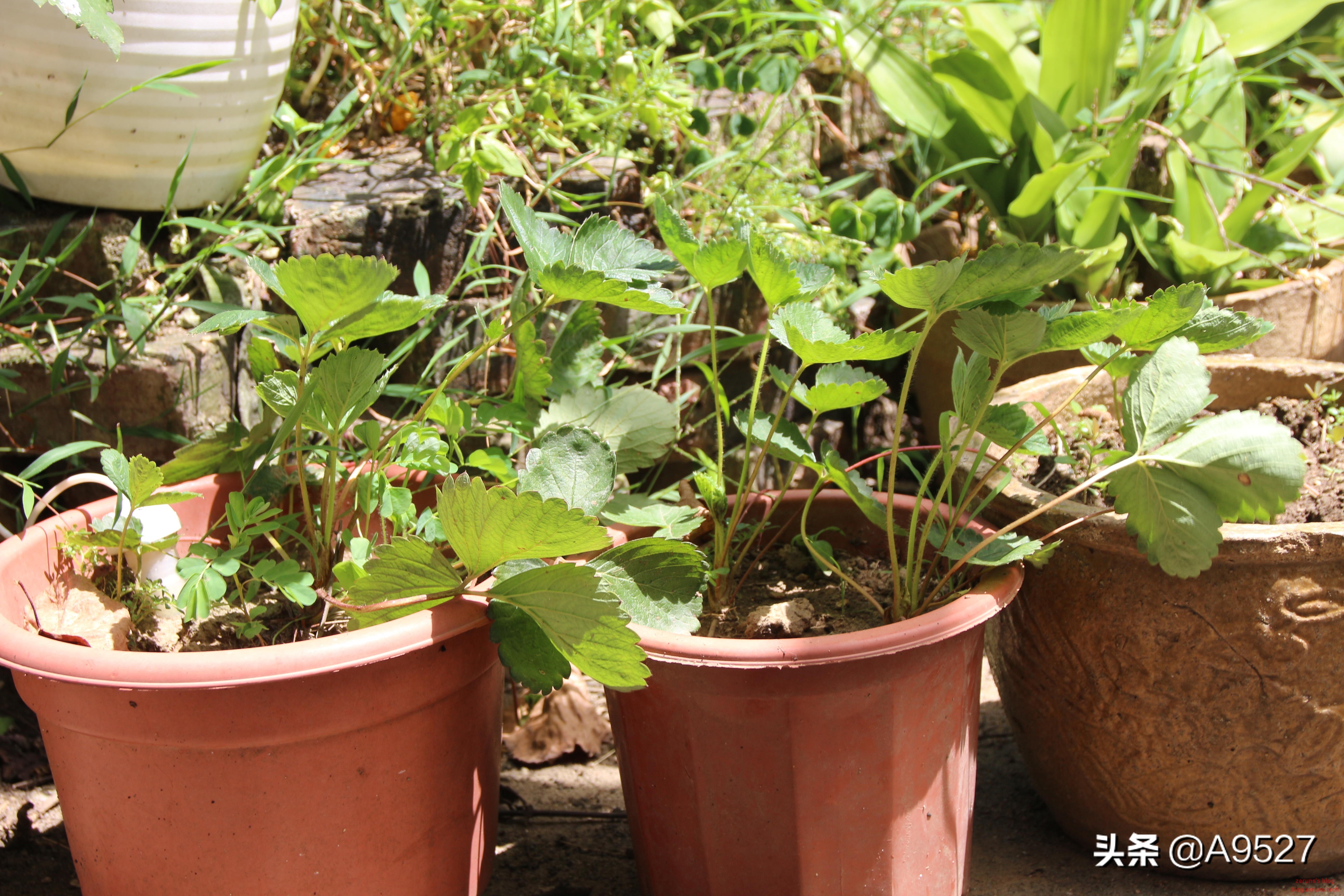 适马1770二代镜头素质如何,适马10-20镜头一代与二代