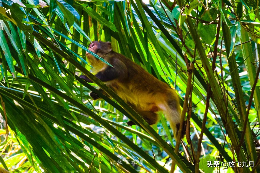西双版纳自驾游不花钱的景区,云南西双版纳旅游攻略必去景点