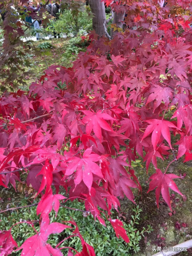 几月去日本看枫叶好,什么时候去日本看枫叶最好