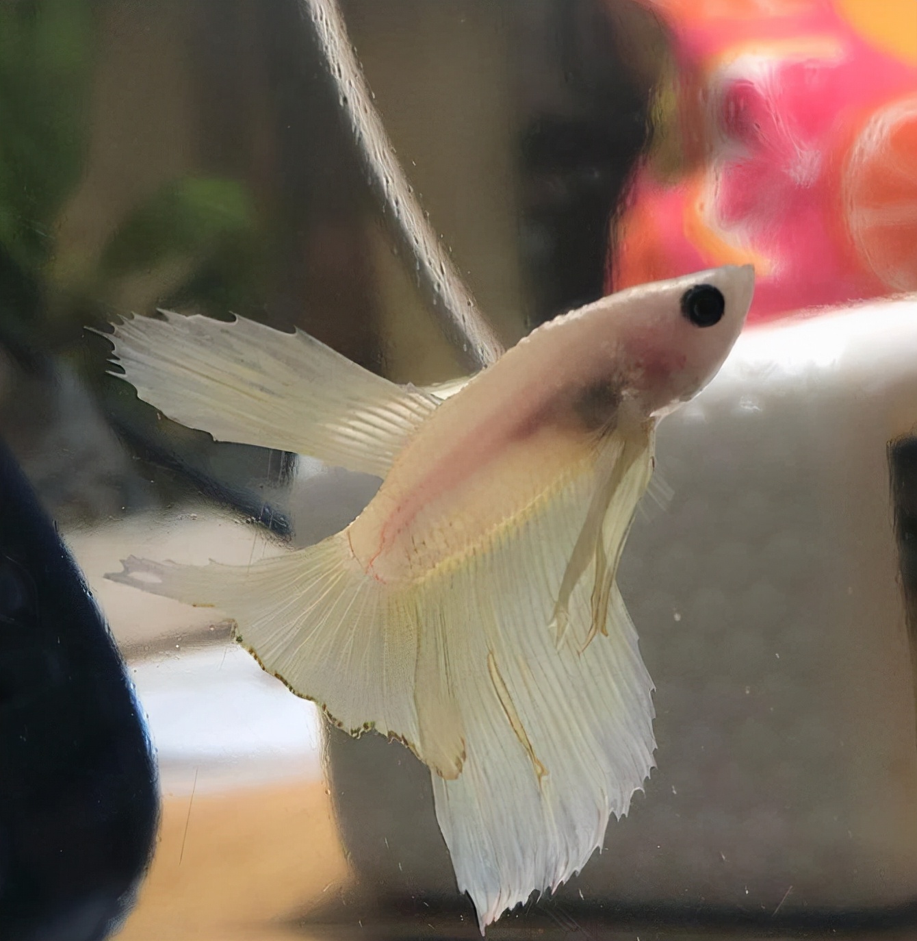 外国女子救下崩溃男子,外国女生救斗鱼