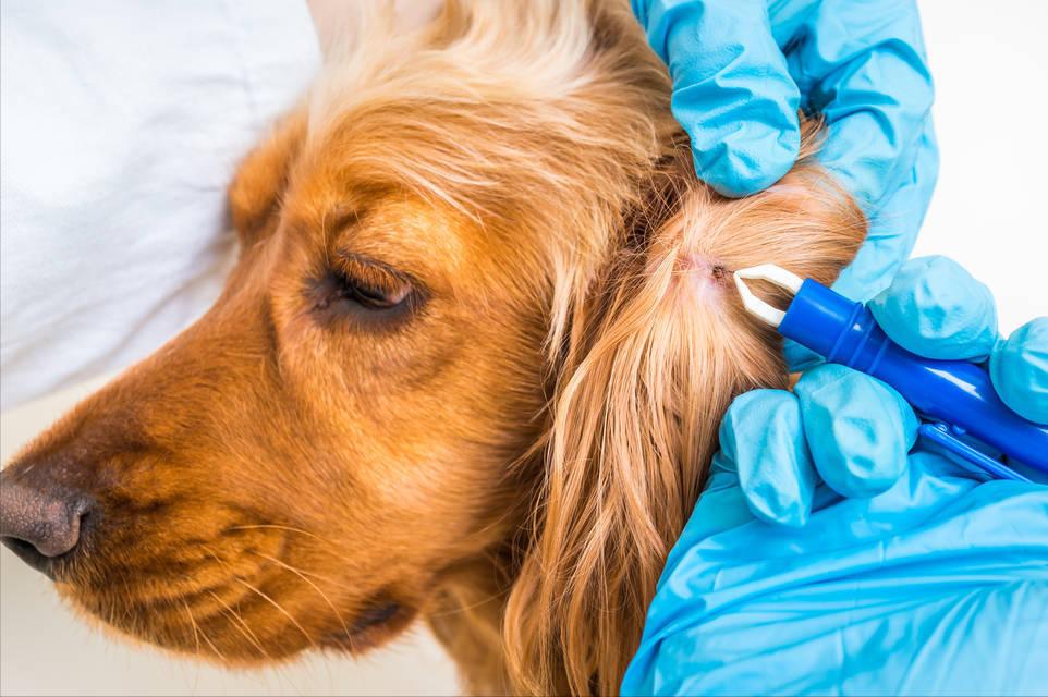 狗狗有跳蚤怎么办？这5个“妙招”，可以帮你搞定