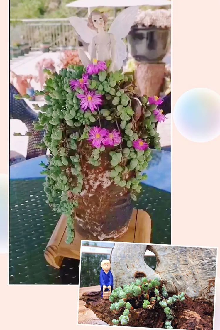 冬去春来,愿你无恙,疫情退去,养肉依旧!