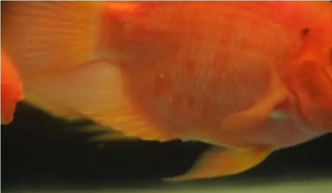 鹦鹉鱼爆鳞趴底,鹦鹉鱼爆卵怎么办