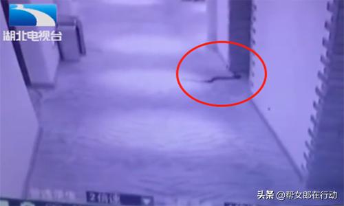 男子带毒蛇开房,强迫女子发生性关系,事后竟被被咬死