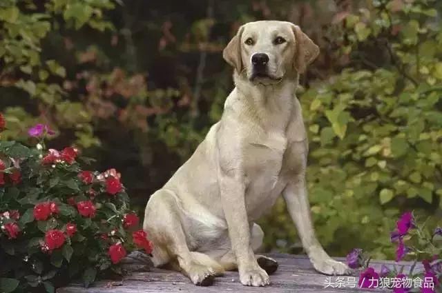 狗狗冷知识500条,狗狗柯基冷知识