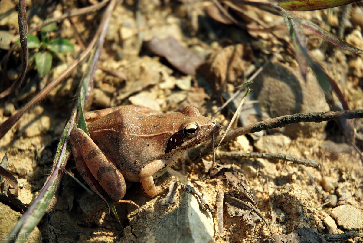 2015年林蛙多少钱一斤,2020年林蛙