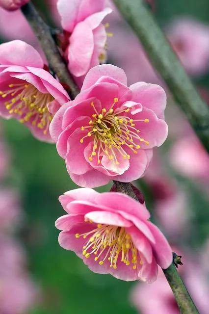 100个惊艳的美人盘点,中国最美的50个美人