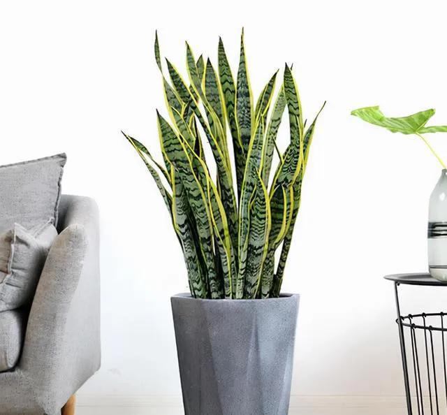 浇水过多死的植物,最容易浇死的6种花