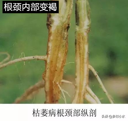 辣椒苗枯萎病最新防治药,辣椒青枯病枯萎病用什么药治疗